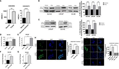 Targeting heme degradation pathway augments prostate cancer cell sensitivity to docetaxel-induced apoptosis and attenuates migration